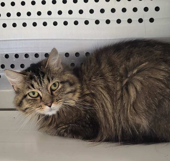 Photo of Bentonia