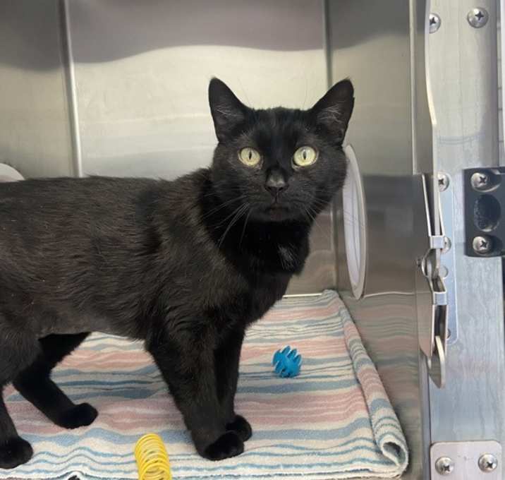 Photo of Salem