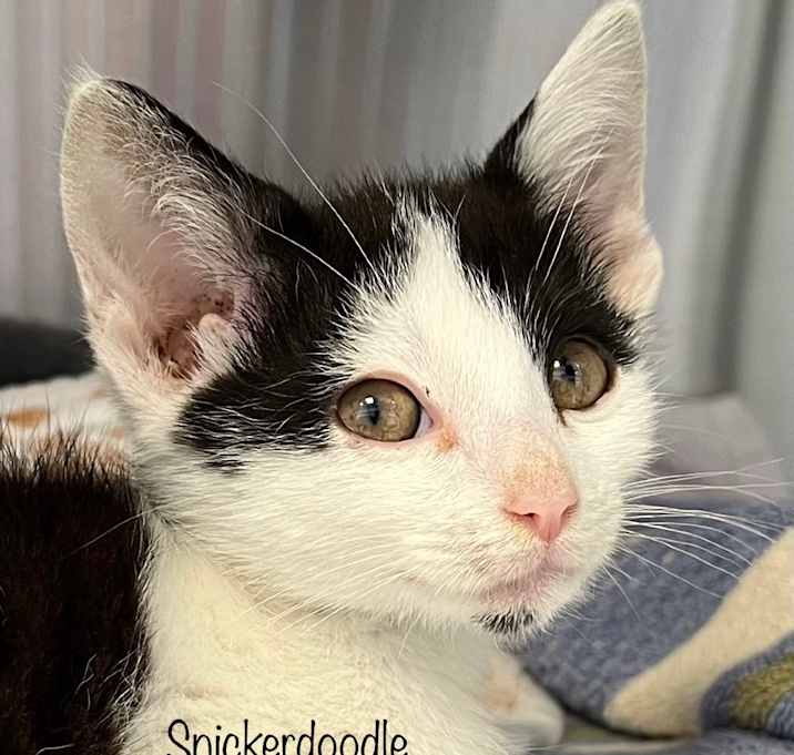 Photo of Snickerdoodle