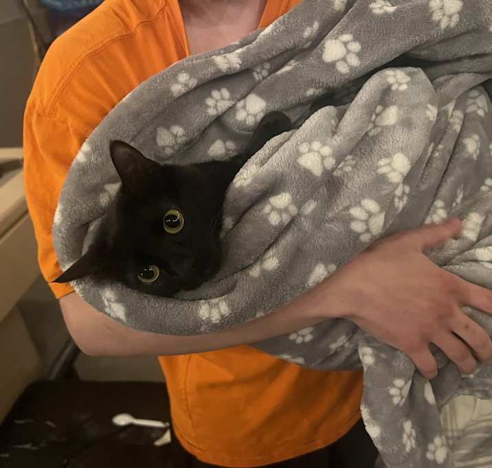 Photo of Raven and athena