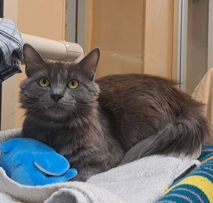 Photo of Katana