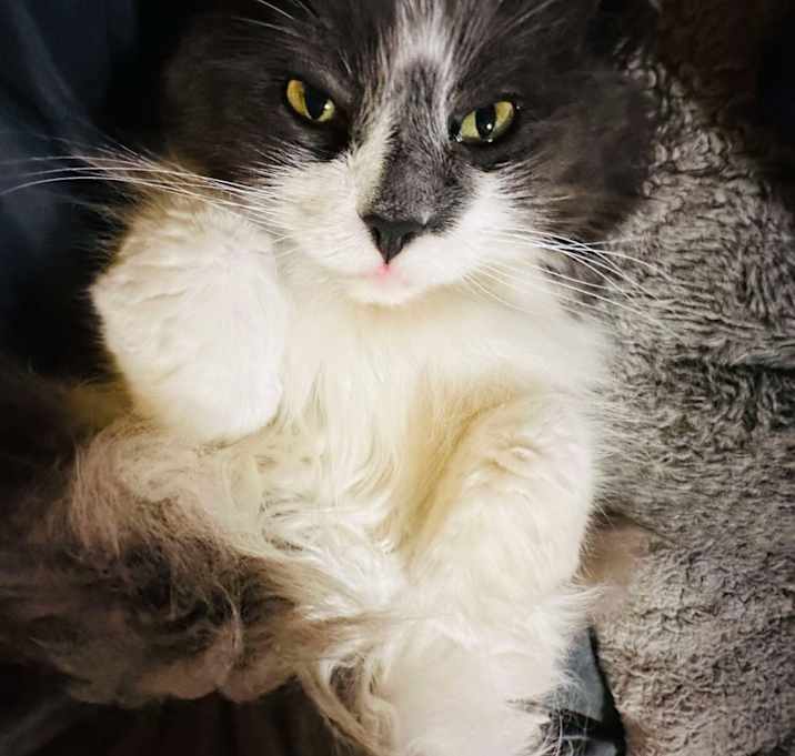 Photo of Rocky