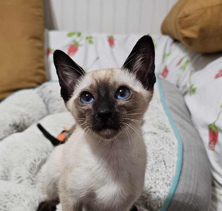 Photo of Runtie