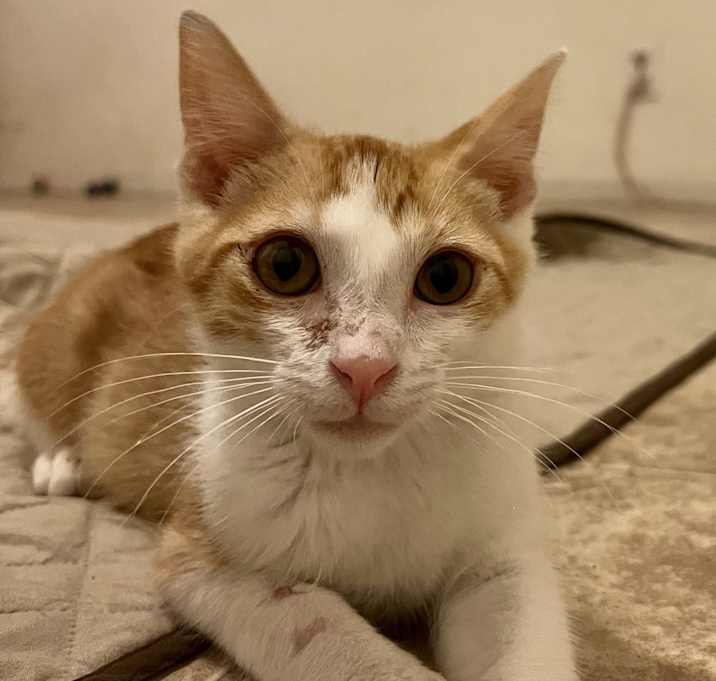 Photo of Nico