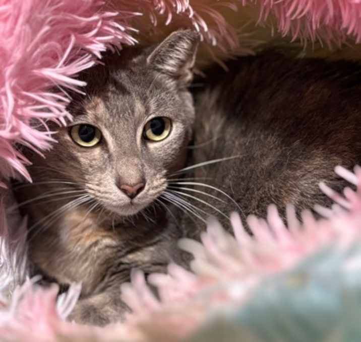 Photo of Patches