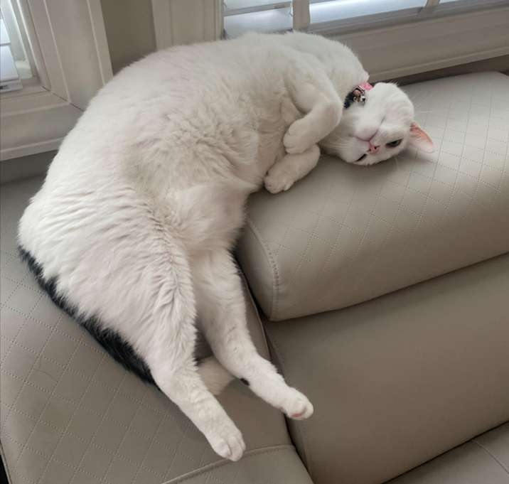 Photo of Bamsi