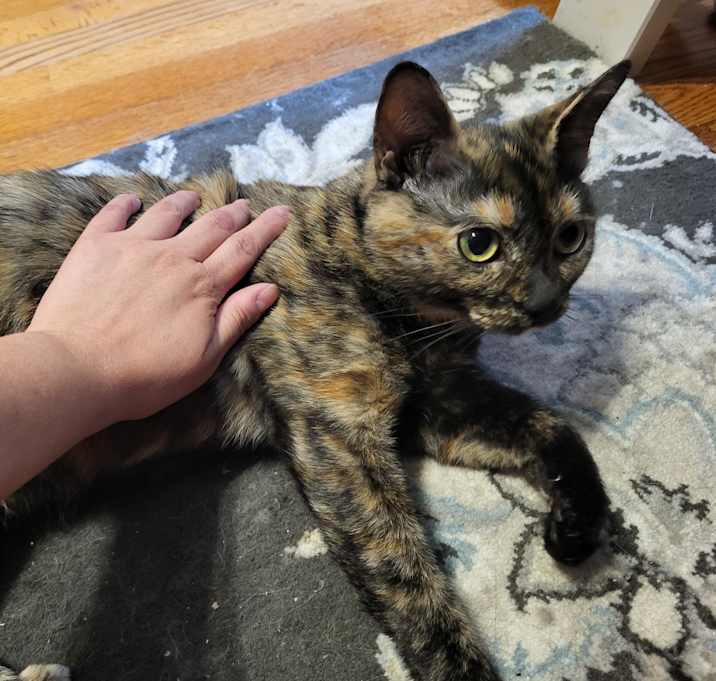 Photo of Cali