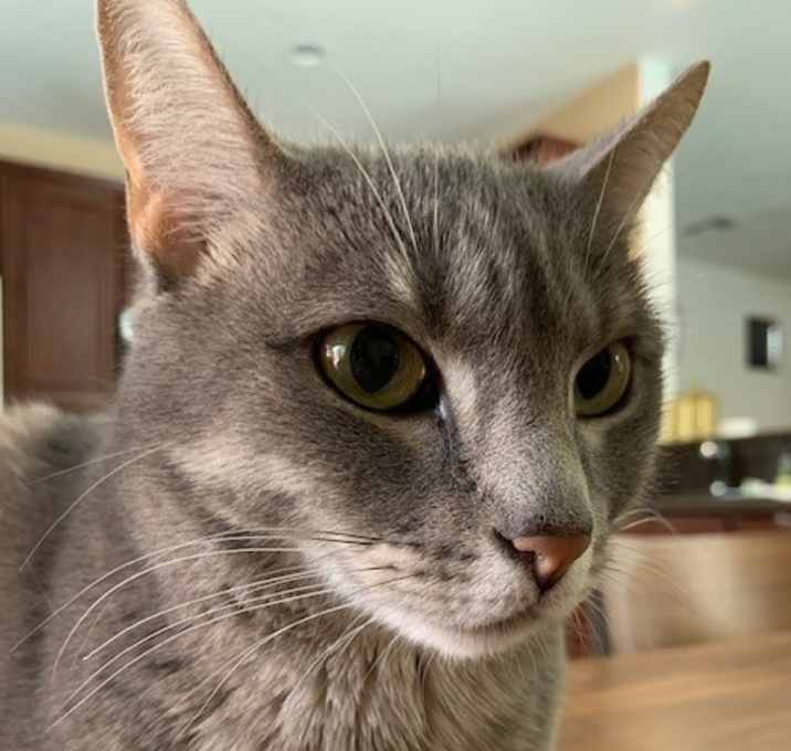 Photo of Grey