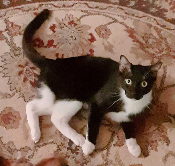 Photo of Rollo