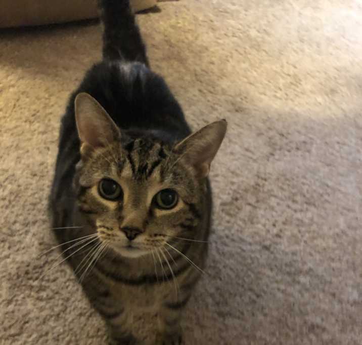 Photo of Tigger