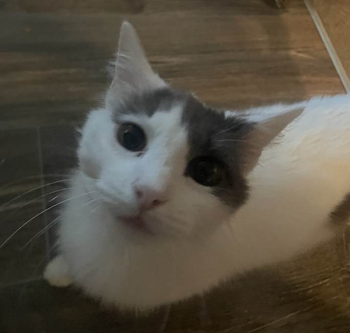 Photo of Dosie Doo