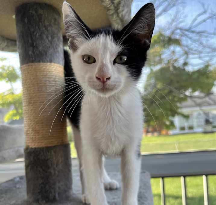 Photo of Taffy