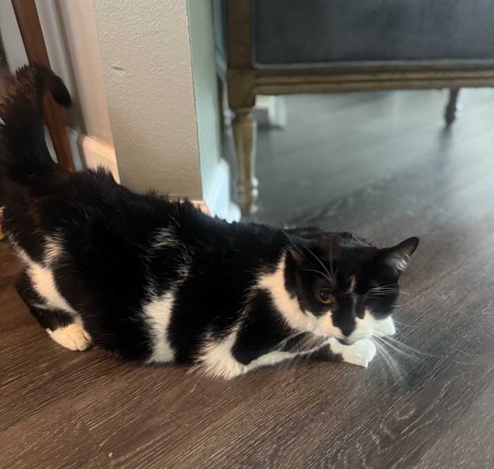 Photo of Chanel
