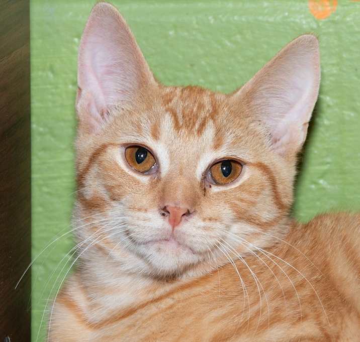 Photo of Meatball
