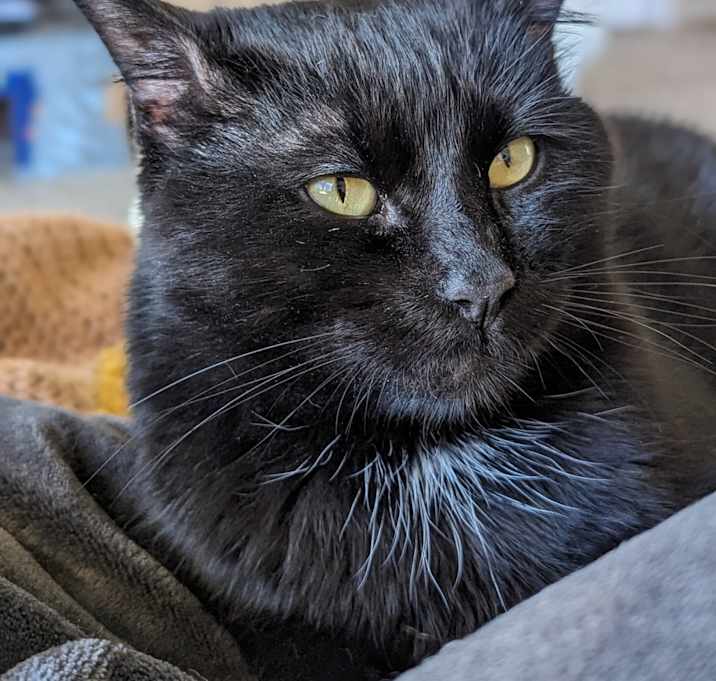 Photo of Bagheera