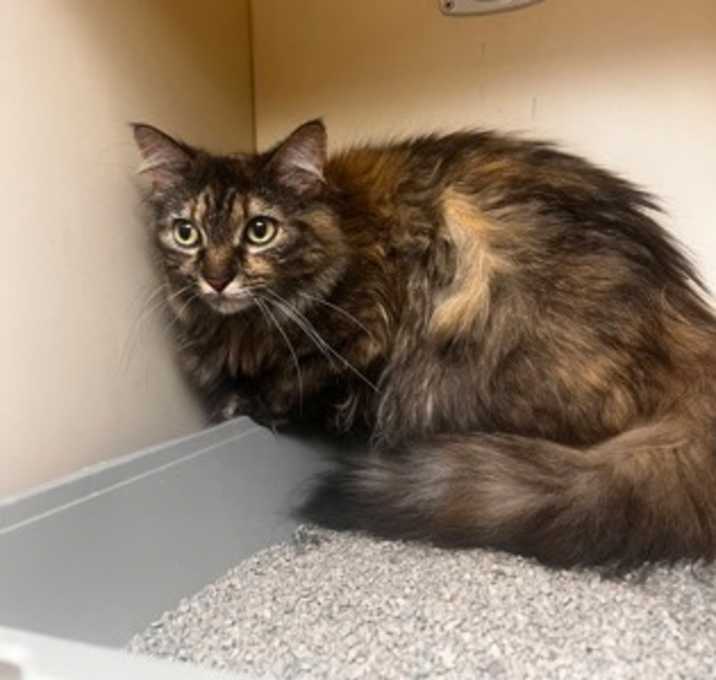 Photo of Prim (Cat Colony)
