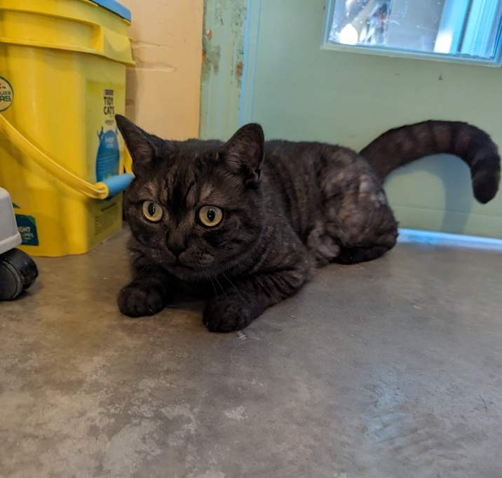 Photo of Ares
