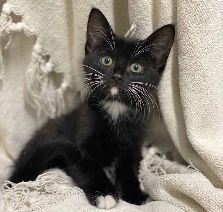 Photo of Florentine
