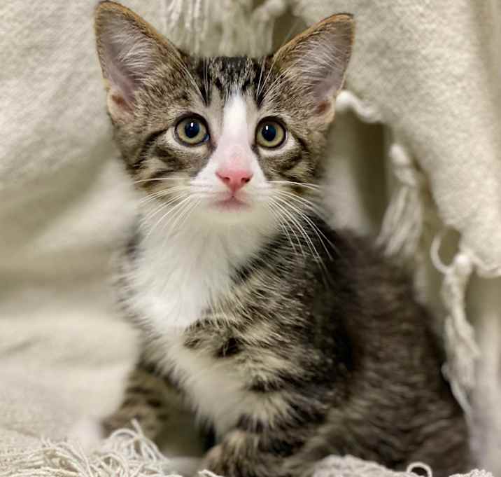 Photo of McMuffin