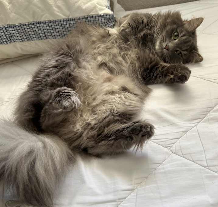 Photo of Zeus