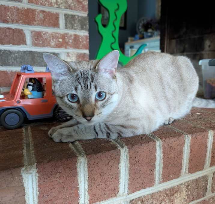 Photo of Buddy