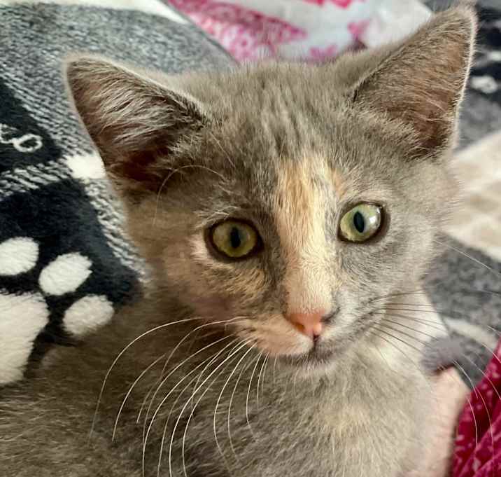 Photo of Meowgarita