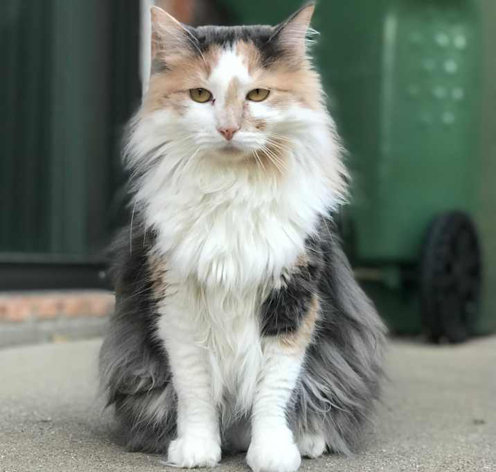 Photo of Buttons