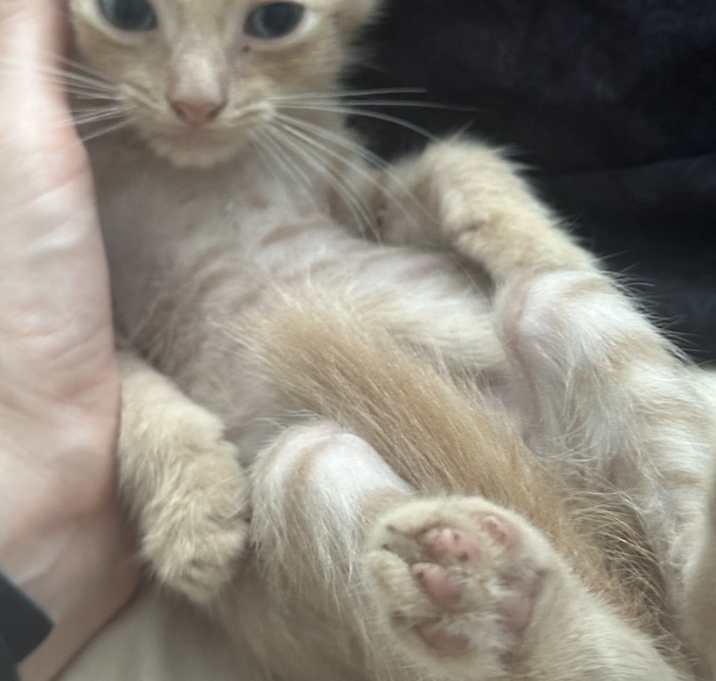 Photo of Kitten