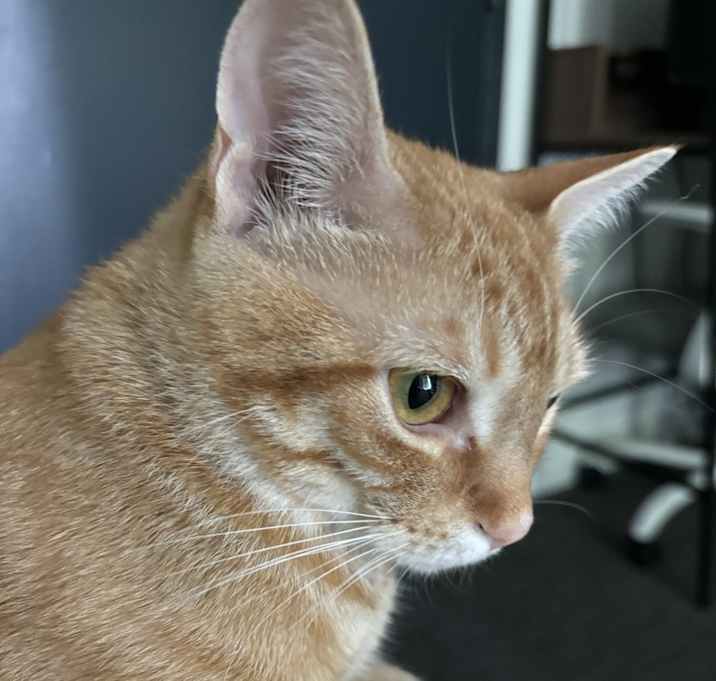 Photo of Macaroni