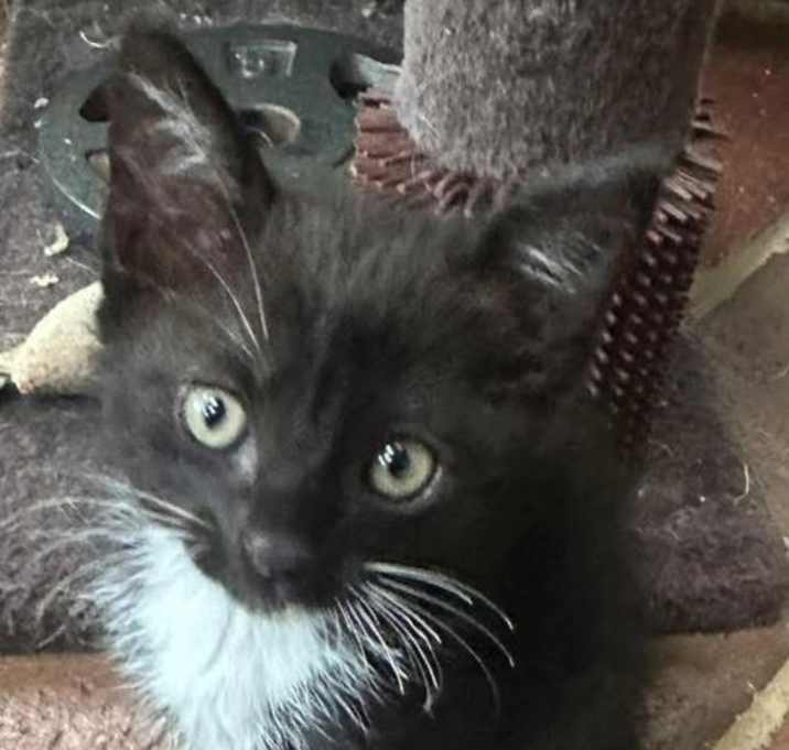 Photo of Dash C Cosby