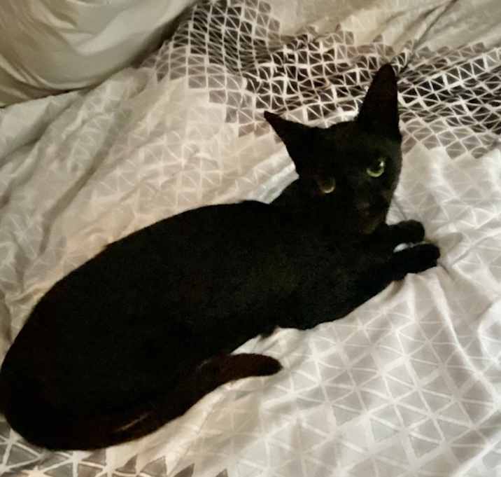Photo of Olive