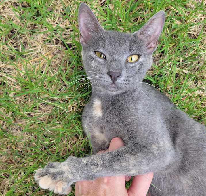 Photo of Tawny