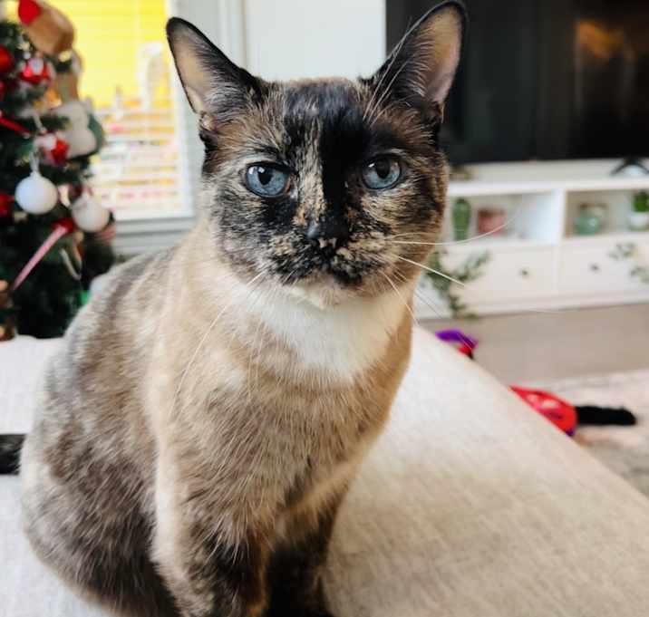 Photo of Pepper