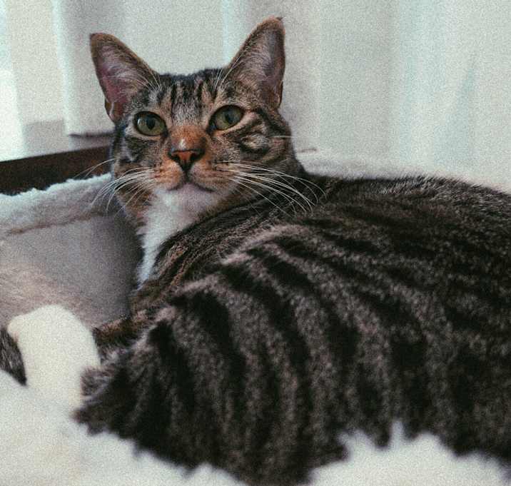 Photo of Milo