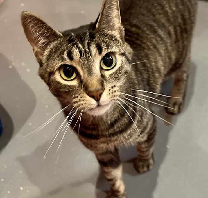 Photo of Piper