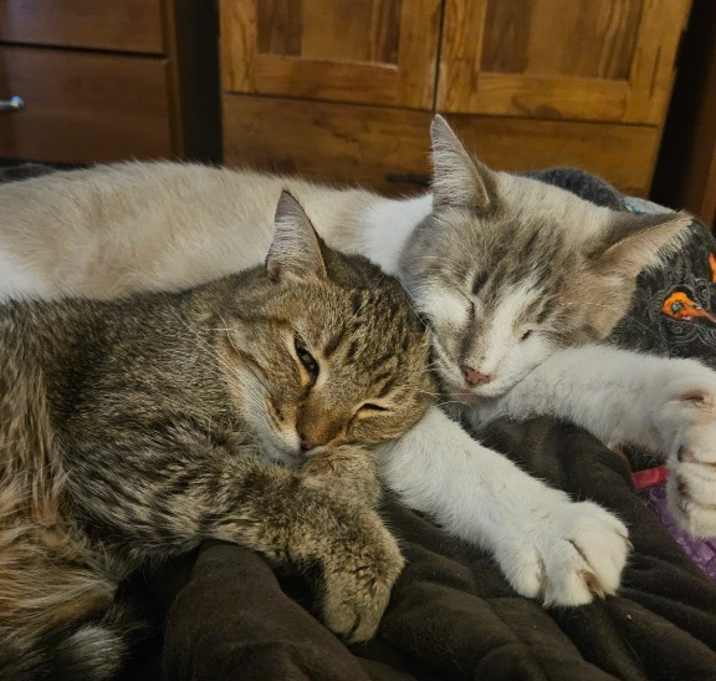 Photo of Perpugilliam (Peri) *IN FOSTER*