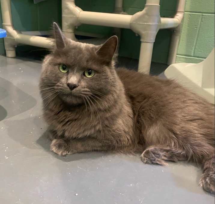 Photo of Miss Fluffy Pants