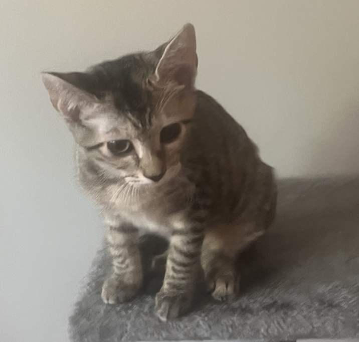 Photo of Tiabeanie