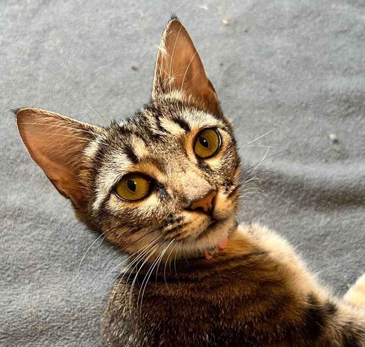 Photo of Tawny