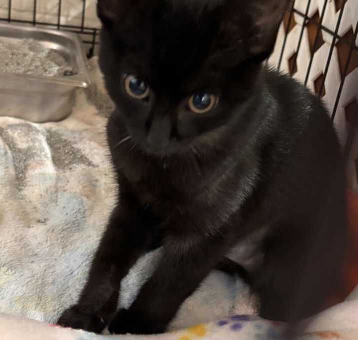 Photo of Green Eyes Nightingale: Not at shelter (Barbe)