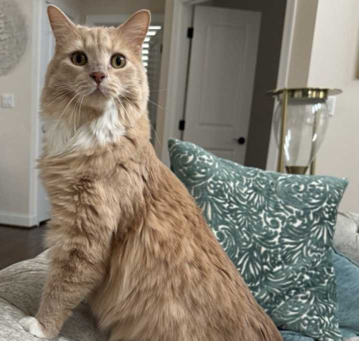 Photo of Nala