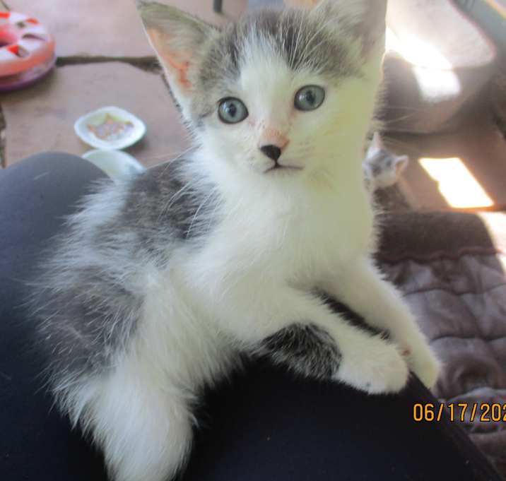 Photo of LIL' LOUIE