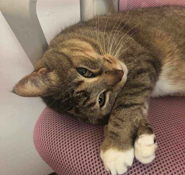 Photo of Miss Socks