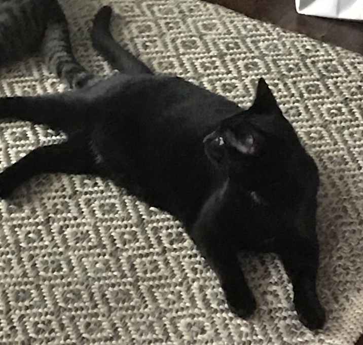 Photo of Luna