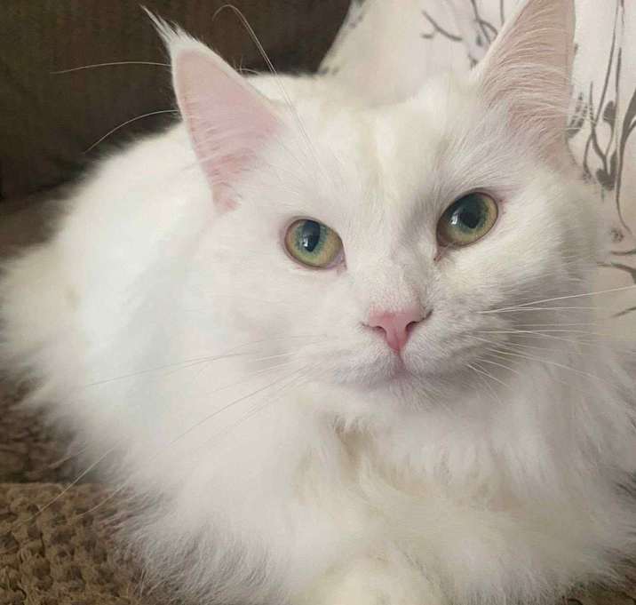 Photo of Marshmallow