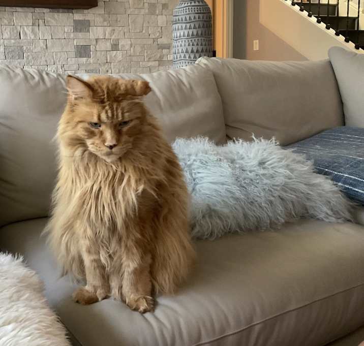 Photo of Apollo