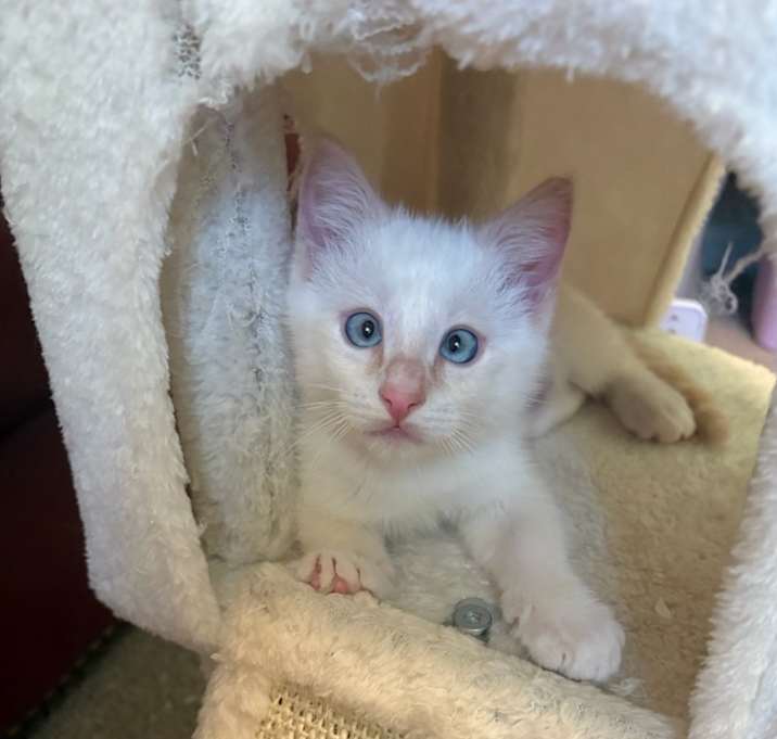 Photo of Butter/Pippa/Blue