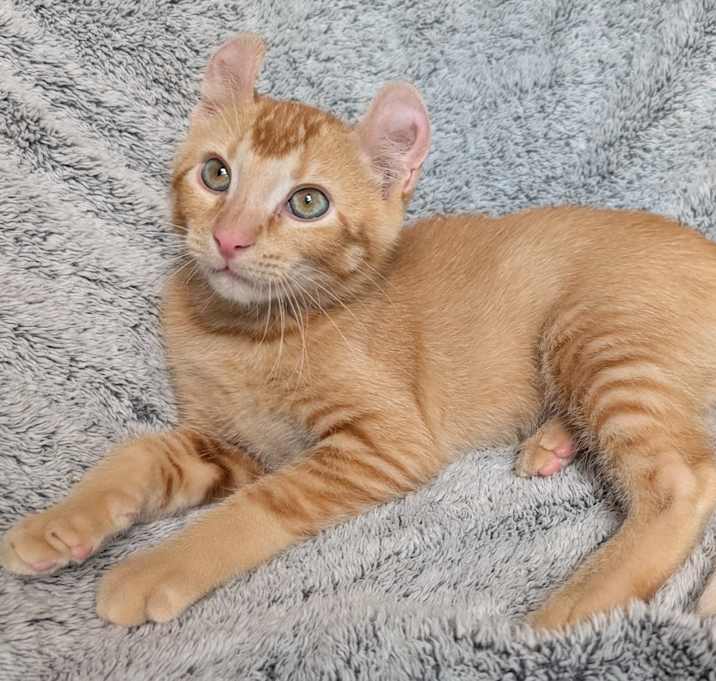 Photo of Apricot