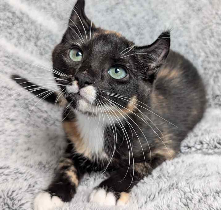 Photo of Clementine