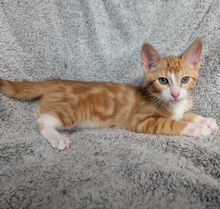 Photo of Mango